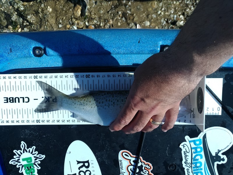 Fish Measure Picture